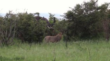 Güçlü fil, vahşi aslanlara saldırıyor geniş Afrika ovalarında yoğun çatışmalarla bölgeyi savunuyor.