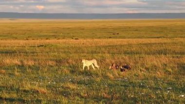 Çita anne, sıcak akşam ışığı altında altın ışıklı çayırlarda yavrulara rehberlik ediyor. Doğal Afrika ekosisteminde ailevi vahşi yaşam etkileşimleri sergiliyor.