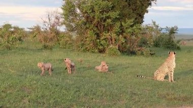 Üç yavrusu Masai Mara Ulusal Rezervi 'nin bozkırında dinlenirken Çita annesi nöbet tutuyor.