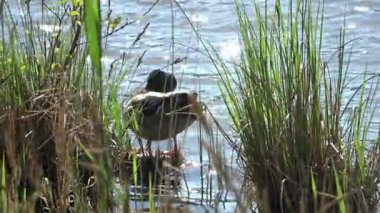Yaban ördeği tüylerini titizlikle tımar ederken parlak yaz günışığında sakin gölet sularıyla çevrili küçük çimenli bir adada duruyor.