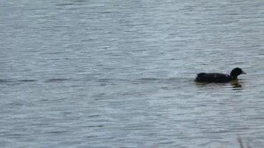 Avrasya yaban ördeği sakin göl yüzeyinde zarifçe yüzüyor, sakin sularda huzur dolu tavırları ve el değmemiş beyaz tüyleriyle hareket ediyor.