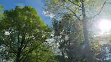 Parlak güneş ışığı yemyeşil orman tepe örtüsünde akıyor, yemyeşil yaprakları aydınlatıyor ılık, huzurlu bahar ışıltısıyla.