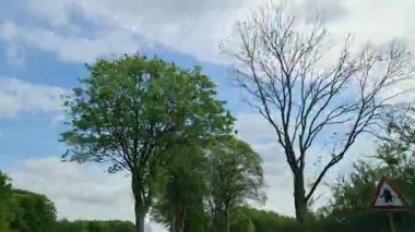 Ağaçlar baharda yeşil yapraklarını büyütüyor, mavi bir gökyüzü ve arka planda beyaz bulutlar var.