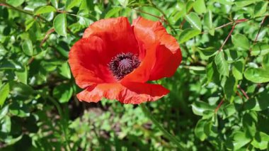 Yeşil yapraklı, güzel kırmızı bir gelincik çiçeğine yaklaş, rüzgarda usulca sallan