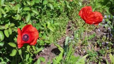 Kırmızı gelincik çiçekleri yavaşça sallanıyor, güneş ışığında narin yapraklarla dans ediyor ılık mevsimsel esinti sırasında yeşil bahçenin içinde usulca hareket ediyor.