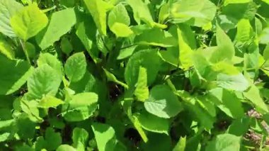 Toprağa yayılan yeşil yapraklar yoğun, dokulu halı oluşturarak verimli botanik detayları ve yemyeşil tazeliği temsil ediyor.