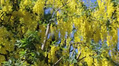 Laburnum anagyroidleri, yaygın olarak altın zincir ağacı olarak bilinir, parlak sarı çiçeklerini açık mavi gökyüzüne karşı sergiler.