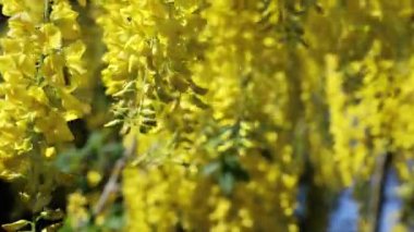 Laburnum anagyroides, laburnum, altın zincir ya da altın yağmur ağacı, parlak sarı çiçeklerini sergiliyor.