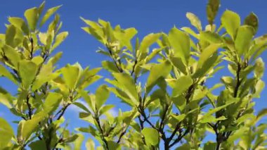 Açık yeşil manolya dalları ve genç yapraklar hafif meltemde sallanıyor canlı mavi gökyüzüne doğru