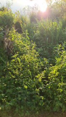 Güneş ışığı, güneş doğarken sakin bir gölün yüzeyinde güzel yansımalar yaratır. Kıyıdaki yemyeşil bitki örtüsünü aydınlatır.