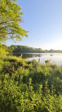 Yumuşak güneş ışığı, el değmemiş göl yüzeyinde yansıyor, yeşil kıyı şeridi bitki örtüsü, ılık sabah güneşinde güneşleniyor, sakin doğal manzara, huzurlu yaz manzarası sergiliyor.