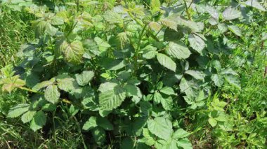 Bereketli ahududu çalısı yemyeşil yapraklarla gelişir, güneşli bahçe manzarasında sağlıklı yapraklar ve canlı bir büyüme sergiler.