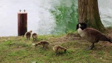 Kanada kaz ailesi nehir kıyısı boyunca huzur içinde otluyor. Yavrular, akan suyun yakınındaki yemyeşil bitki örtüsünün arasında ebeveynlerinin yanında besleniyor.