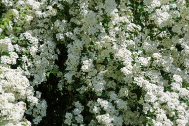 Narin beyaz spirea çiçeklerinin kapanışı bahar bahçesinde çarpıcı bir çiçek arkaplanı oluşturuyor.