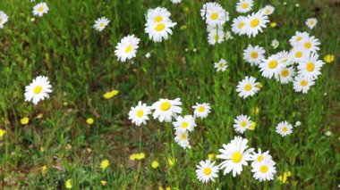 Canlı kotonaster dalları küçük kırmızı böğürtlenleri ve bahçenin içine yerleştirilmiş yemyeşil yaprakları gösteriyor.