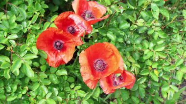 Canlı kotonaster dalları küçük kırmızı böğürtlenleri ve bahçenin içine yerleştirilmiş yemyeşil yaprakları gösteriyor.