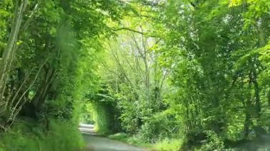 Canlı kotonaster dalları küçük kırmızı böğürtlenleri ve bahçenin içine yerleştirilmiş yemyeşil yaprakları gösteriyor.