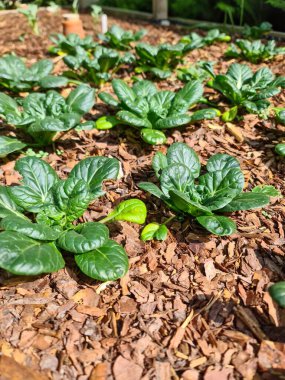 Ağaç kırıntılarıyla kaplı bir bahçe yatağında büyüyen bok çuvalı bitkileri sürdürülebilir bahçıvanlık uygulamalarını gösteriyor.