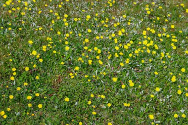 Bahar mevsiminde yeşil çimlerin üzerinde açan küçük sarı çiçekler canlı ve renkli bir doğal manzara yaratıyor.