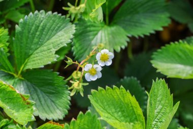 Sarı merkezli iki narin beyaz çilek, yemyeşil yaprakların arasında çiçek açar ve yakın gelecekte tatlı bir hasat vaat eder.