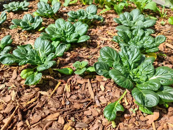 Permakültür bahçesinde yetişen yemyeşil çikolotlar, nem tutma ve ahşap kırıntıları tarafından sağlanan ot baskısından yararlanırlar.