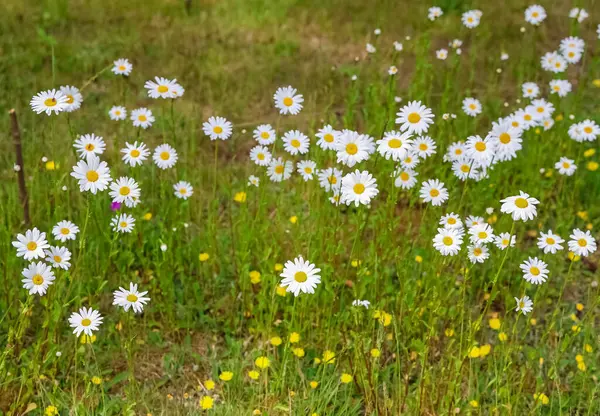 Çiçekli beyaz papatyalar canlı bir tarlayı dolduruyor, güzel doğal bir manzarada huzurlu ve huzurlu bir atmosfer yaratıyor.