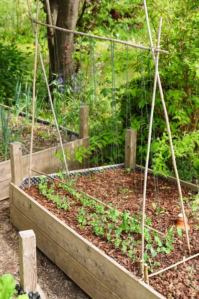 Yeşillik bezelye bitkileri, el yapımı ahşap çarşaf ile desteklenen, sürdürülebilir bahçıvanlık uygulamaları sergilenen, yükseltilmiş bir bahçe yatağında büyür.