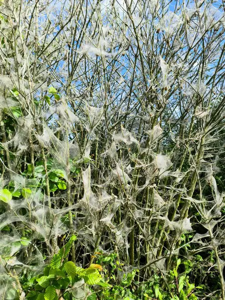 Ağacın dallarını kaplayan meşe güvesi yuvaları insan ve hayvan sağlığına tehdit oluşturuyor.