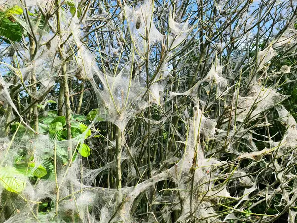 Ağaç dallarını kaplayan meşe güvelerinden oluşan büyük beyaz ağlar ağaçlar ve insan sağlığı için tehdit oluşturuyor.