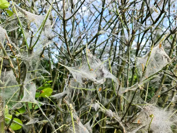 Meşe güvesi larvaları büyük ipek yuvalarını bir ağacın birkaç dalını kaplayarak inşa ediyorlar.