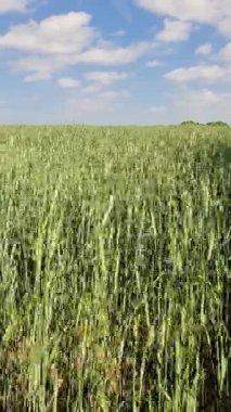 Altın buğday sapları yavaşça sallanıyor, geniş mavi gökyüzünün altında hışırdıyor yumuşak bulutlar kırsal tarım arazisinde sürükleniyor.