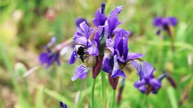 Canlı mor süsen çiçekleri yemyeşil çayırlar arasında yavaşça çiçek açıyor. Narin yapraklar ve doğal botanik güzellikleri sergiliyor.