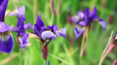 Polen toplama yaban arısı zarif bir şekilde canlı mor süsen çiçeğine iniyor, narin bir hassasiyetle çiçek açan çayırlarda geziniyor.