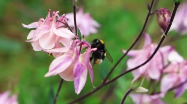 Bumblebee pembe su çiçekleri arasından nektar ve polen topluyor, rüzgarda hafifçe sallanıyor.