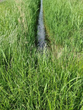 Güneşli bir çayırda yavaşça akan küçük bir dere doğal güzelliklerle dolu resim gibi ve huzurlu bir kırsal alan oluşturuyor.