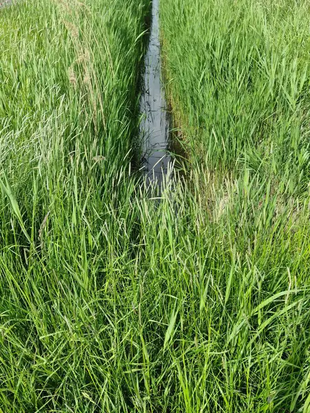 Güneşli bir çayırda yavaşça akan küçük bir dere doğal güzelliklerle dolu resim gibi ve huzurlu bir kırsal alan oluşturuyor.