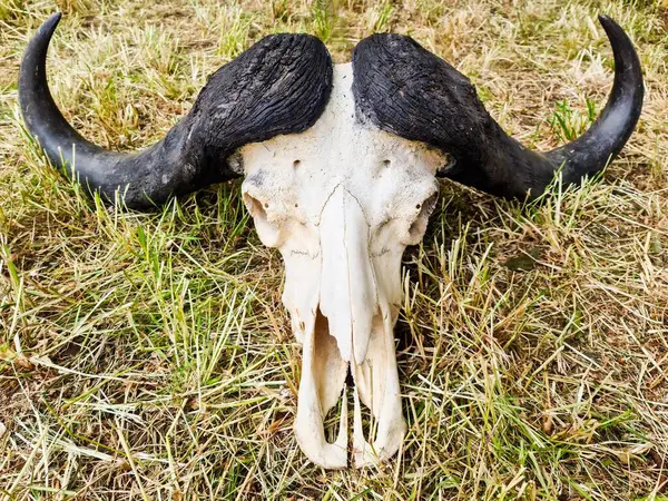 Kuru çimenlerin üzerinde yatan beyaz bir Afrika bufalosunun kafatası savanadaki yaşam ve ölüm arasındaki katı zıtlığı vurguluyor.