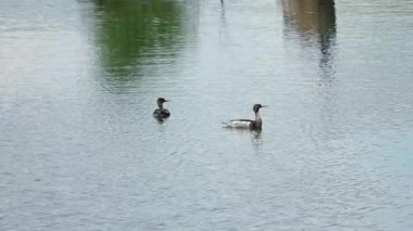 Kırmızı göğüslü merganslar göl yüzeyi gibi aynanın üzerinde süzülüyorlar, sakin gündüz saatlerinde el değmemiş doğal ortamda zarif bir yüzme hareketi sergiliyorlar.