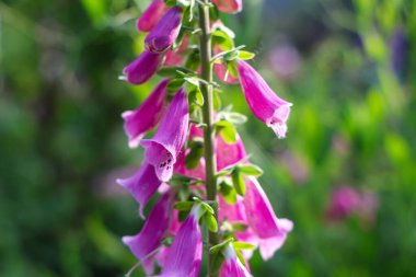 Canlı mor yüksükotu çiçekleri kapanıyor, narin güzelliklerini sergiliyor ve yemyeşil bahçeye biraz zarafet katıyor.