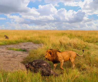Aslan, Afrika ovalarında bulutlu bir gökyüzünün altında bir leşle beslenir. Vahşi yaşamın saf güzelliğini ve acı gerçeklerini gözler önüne serer.