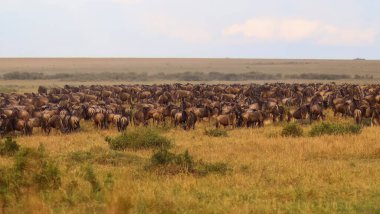 Afrika savanasında göç eden antilop sürüsü doğal ortamlarında nefes kesici bir vahşi yaşam ve doğa manzarası sergiliyor.