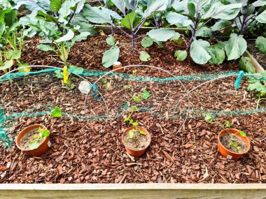 Odun parçalarıyla kaplı, kaldırılmış bir yatakta büyüyen ve metal kemerlerle desteklenen bir ağ tarafından korunan tohumlar.