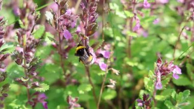 Sıcak güneş ışığı tüylü kümülüs bulutlarına nüfuz ediyor, dingin gündüz koşullarında parlak bir ışık saçan, geniş mavi gökyüzünü aydınlatıyor.