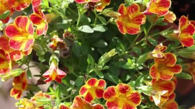 Sıcak güneş ışığı tüylü kümülüs bulutlarına nüfuz ediyor, dingin gündüz koşullarında parlak bir ışık saçan, geniş mavi gökyüzünü aydınlatıyor.