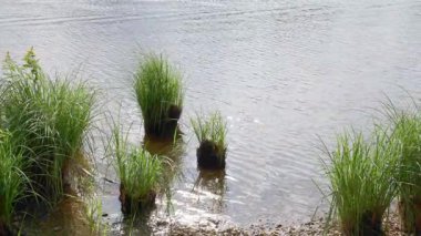 Sıcak güneş ışığı tüylü kümülüs bulutlarına nüfuz ediyor, dingin gündüz koşullarında parlak bir ışık saçan, geniş mavi gökyüzünü aydınlatıyor.