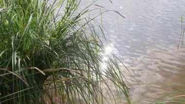 Sıcak güneş ışığı tüylü kümülüs bulutlarına nüfuz ediyor, dingin gündüz koşullarında parlak bir ışık saçan, geniş mavi gökyüzünü aydınlatıyor.