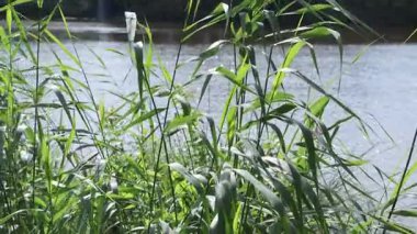 Sıcak güneş ışığı tüylü kümülüs bulutlarına nüfuz ediyor, dingin gündüz koşullarında parlak bir ışık saçan, geniş mavi gökyüzünü aydınlatıyor.