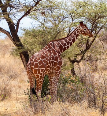 Kenya 'daki Samburu Ulusal Rezervi' nde, güneşli bir günde akasya ağacının altında gölge arayan zürafa.