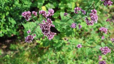 Canlı kekik çiçeklerinin üzerinde dinlenen siyah kelebek, güneşli bahçe ortamında narin rüzgar akıntılarıyla narin bir şekilde hareket ediyor.