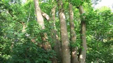 Güneş ışığı yoğun bir ormanın gölgesinden süzülür, yemyeşil yaprakları aydınlatır ve sakin bir atmosfer yaratır.